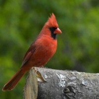 “A Bargain at Twice the Price”&nbsp;(AUDIO)